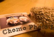 ハリネズミ　Hedgehog　｜ハリネズミとの日常フォトブログ。ちょもフォト島。