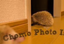 ハリネズミ　Hedgehog　｜ハリネズミとの日常フォトブログ。ちょもフォト島。