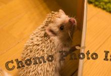ハリネズミ　Hedgehog　｜ハリネズミとの日常フォトブログ。ちょもフォト島。