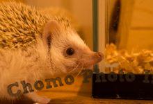 ハリネズミ　Hedgehog　｜ハリネズミとの日常フォトブログ。ちょもフォト島。