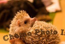 ハリネズミ　Hedgehog　｜ハリネズミとの日常フォトブログ。ちょもフォト島。