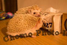 ハリネズミ　Hedgehog　｜ハリネズミとの日常フォトブログ。ちょもフォト島。