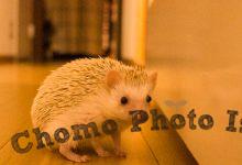 ハリネズミ　Hedgehog　｜ハリネズミとの日常フォトブログ。ちょもフォト島。
