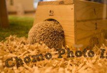 ハリネズミ　Hedgehog　｜ハリネズミとの日常フォトブログ。ちょもフォト島。