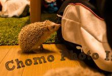 ハリネズミ　Hedgehog　｜ハリネズミとの日常フォトブログ。ちょもフォト島。