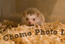 ハリネズミ　Hedgehog　｜ハリネズミとの日常フォトブログ。ちょもフォト島。