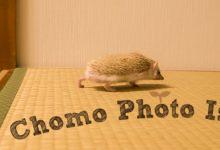 ハリネズミ　Hedgehog　｜ハリネズミとの日常フォトブログ。ちょもフォト島。