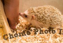 ハリネズミ　Hedgehog　｜ハリネズミとの日常フォトブログ。ちょもフォト島。