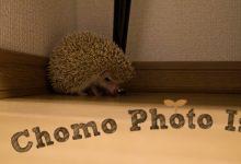 ハリネズミ　Hedgehog　｜ハリネズミとの日常フォトブログ。ちょもフォト島。