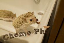 ハリネズミ　Hedgehog　｜ハリネズミとの日常フォトブログ。ちょもフォト島。