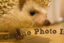 ハリネズミ　Hedgehog　｜ハリネズミとの日常フォトブログ。ちょもフォト島。