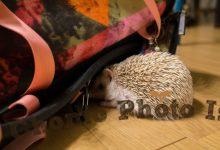 ハリネズミ　Hedgehog　｜ハリネズミとの日常フォトブログ。ちょもフォト島。