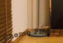 ハリネズミ　Hedgehog　｜ハリネズミとの日常フォトブログ。ちょもフォト島。