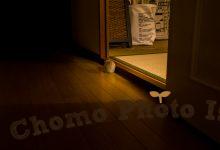 ハリネズミ　Hedgehog　｜ハリネズミとの日常フォトブログ。ちょもフォト島。