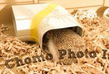 ハリネズミ　Hedgehog　｜ハリネズミとの日常フォトブログ。ちょもフォト島。