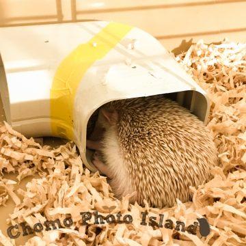 ハリネズミ　Hedgehog　｜ハリネズミとの日常フォトブログ。ちょもフォト島。