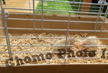 ハリネズミ　Hedgehog　｜ハリネズミとの日常フォトブログ。ちょもフォト島。