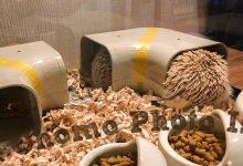 ハリネズミ　Hedgehog　｜ハリネズミとの日常フォトブログ。ちょもフォト島。