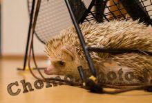 ハリネズミ　Hedgehog　｜ハリネズミとの日常フォトブログ。ちょもフォト島。