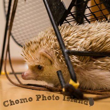 ハリネズミ　Hedgehog　｜ハリネズミとの日常フォトブログ。ちょもフォト島。