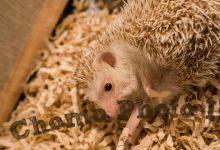 ハリネズミ　Hedgehog　｜ハリネズミとの日常フォトブログ。ちょもフォト島。