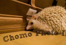 ハリネズミ　Hedgehog　｜ハリネズミとの日常フォトブログ。ちょもフォト島。