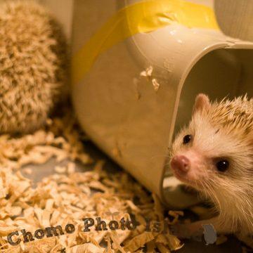 ハリネズミ　Hedgehog　｜ハリネズミとの日常フォトブログ。ちょもフォト島。