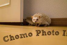 ハリネズミ　Hedgehog　｜ハリネズミとの日常フォトブログ。ちょもフォト島。