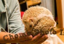 ハリネズミ　Hedgehog　｜ハリネズミとの日常フォトブログ。ちょもフォト島。