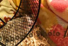 ハリネズミ　Hedgehog　｜ハリネズミとの日常フォトブログ。ちょもフォト島。