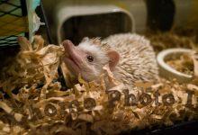 ハリネズミ　Hedgehog　｜ハリネズミとの日常フォトブログ。ちょもフォト島。