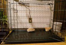 ハリネズミ　Hedgehog　｜ハリネズミとの日常フォトブログ。ちょもフォト島。