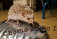 ハリネズミ　Hedgehog　｜ハリネズミとの日常フォトブログ。ちょもフォト島。