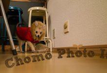 ハリネズミ　Hedgehog　｜ハリネズミとの日常フォトブログ。ちょもフォト島。