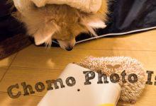 ハリネズミ　Hedgehog　｜ハリネズミとの日常フォトブログ。ちょもフォト島。