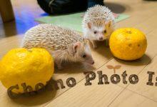 ハリネズミ　Hedgehog　｜ハリネズミとの日常フォトブログ。ちょもフォト島。