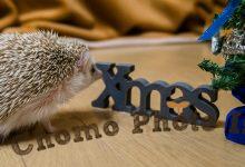 ハリネズミ　Hedgehog　｜ハリネズミとの日常フォトブログ。ちょもフォト島。