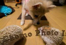 ハリネズミ　Hedgehog　｜ハリネズミとの日常フォトブログ。ちょもフォト島。