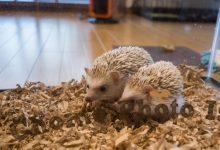 ハリネズミ　Hedgehog　｜ハリネズミとの日常フォトブログ。ちょもフォト島。