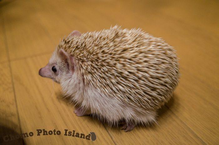 ハリネズミ　Hedgehog　｜ハリネズミとの日常フォトブログ。ちょもフォト島。