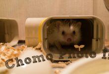 ハリネズミ　Hedgehog　｜ハリネズミとの日常フォトブログ。ちょもフォト島。