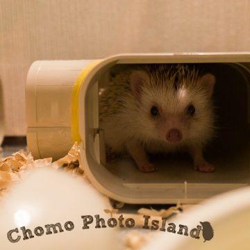 ハリネズミ　Hedgehog　｜ハリネズミとの日常フォトブログ。ちょもフォト島。