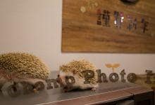 ハリネズミ　Hedgehog　｜ハリネズミとの日常フォトブログ。ちょもフォト島。