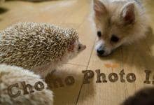 ハリネズミ　Hedgehog　｜ハリネズミとの日常フォトブログ。ちょもフォト島。