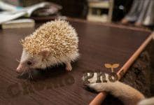 ハリネズミ　Hedgehog　｜ハリネズミとの日常フォトブログ。ちょもフォト島。