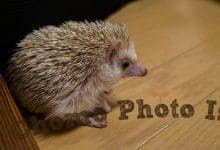 ハリネズミ　Hedgehog　｜ハリネズミとの日常フォトブログ。ちょもフォト島。