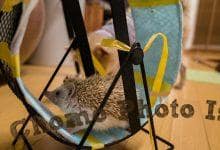 ハリネズミ　Hedgehog　｜ハリネズミとの日常フォトブログ。ちょもフォト島。