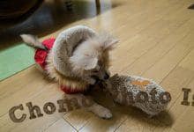 ハリネズミ　Hedgehog　｜ハリネズミとの日常フォトブログ。ちょもフォト島。