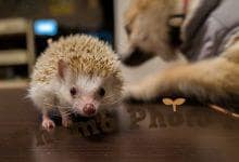 ハリネズミ　Hedgehog　｜ハリネズミとの日常フォトブログ。ちょもフォト島。