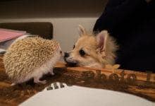 ハリネズミ　Hedgehog　｜ハリネズミとの日常フォトブログ。ちょもフォト島。
